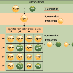 Chapter 10 dihybrid cross worksheet answers