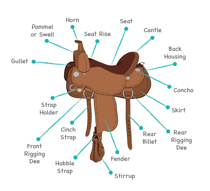 Parts of a western saddle diagram