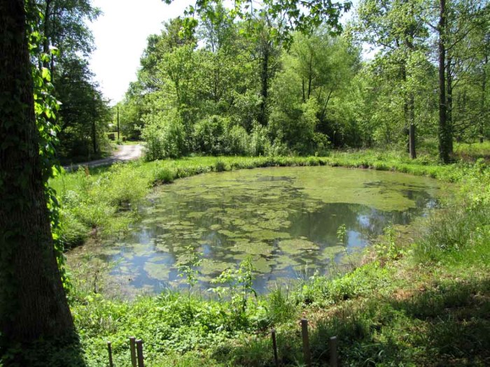 Pond scum algae scummy battles farmer