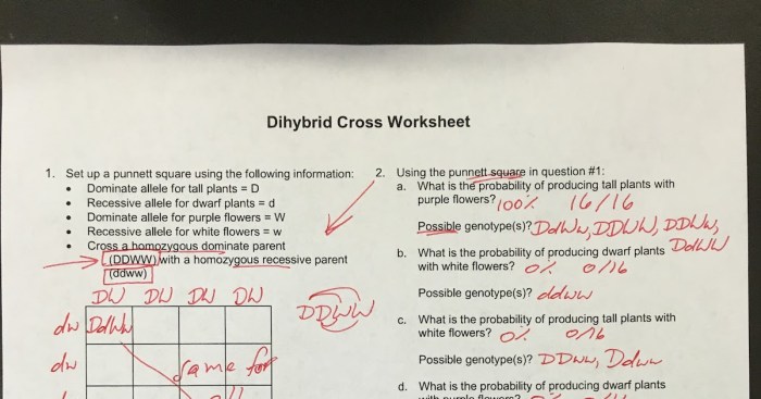 Chapter 10 dihybrid cross worksheet answers