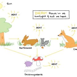 Energy flow in ecosystems worksheet