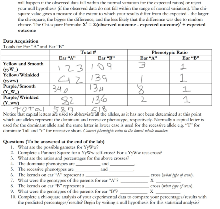 Chapter 10 dihybrid cross worksheet answers