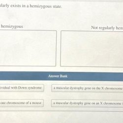 Classify whether each gene regularly exists in a hemizygous state.