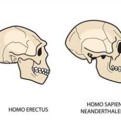 Human evolution - skull analysis gizmo assessment answers