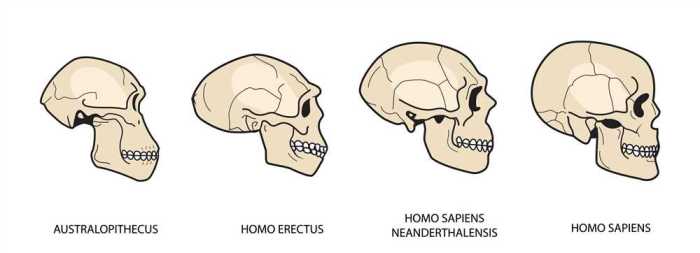 Human evolution - skull analysis gizmo assessment answers