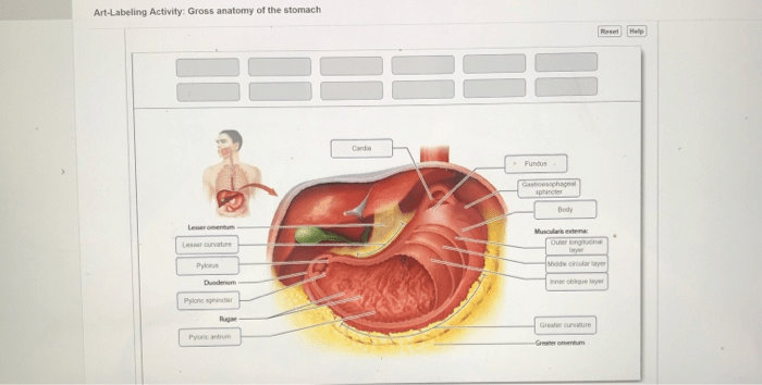 Art labeling activity gross anatomy of the stomach