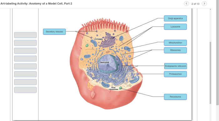 Art labeling activity gross anatomy of the stomach