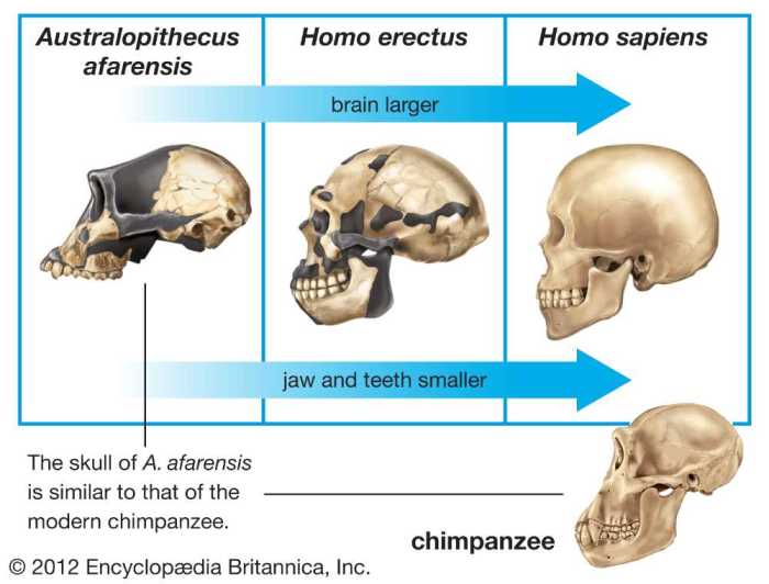 Human evolution - skull analysis gizmo assessment answers